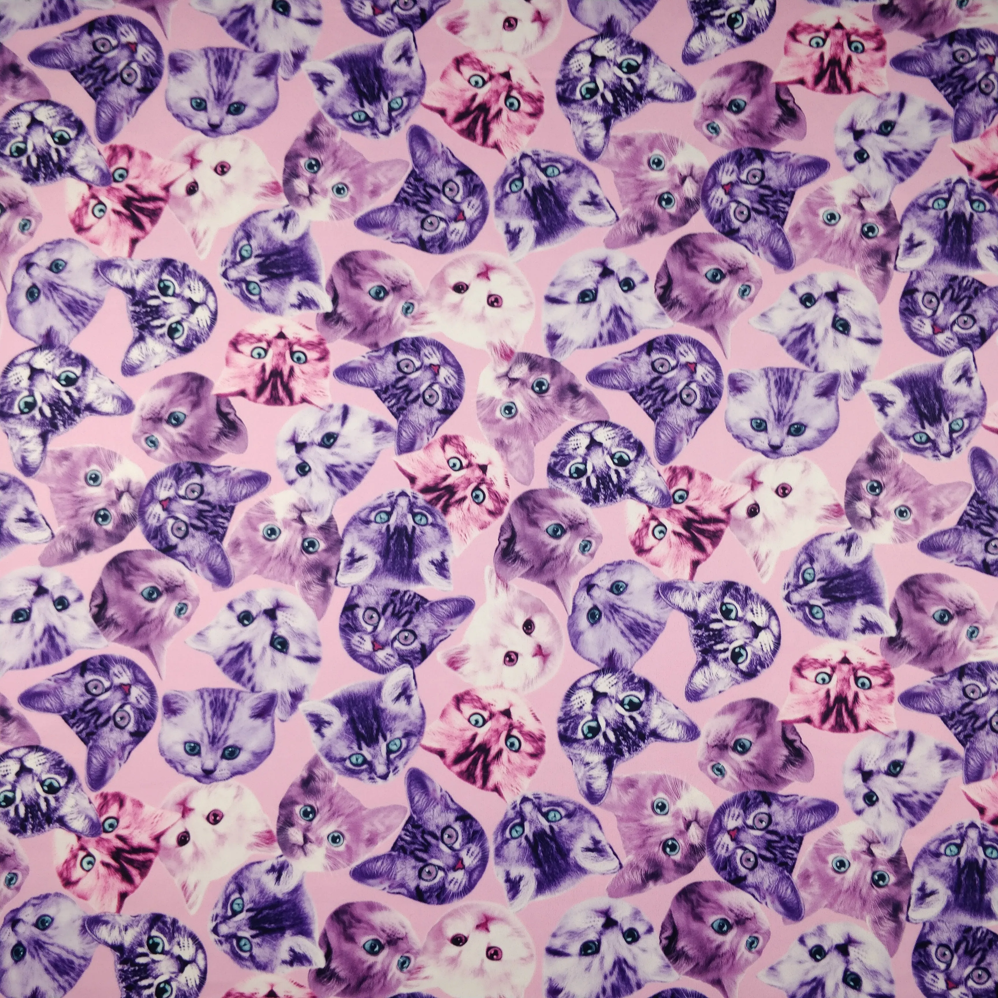 FS205_1 Purple Cats