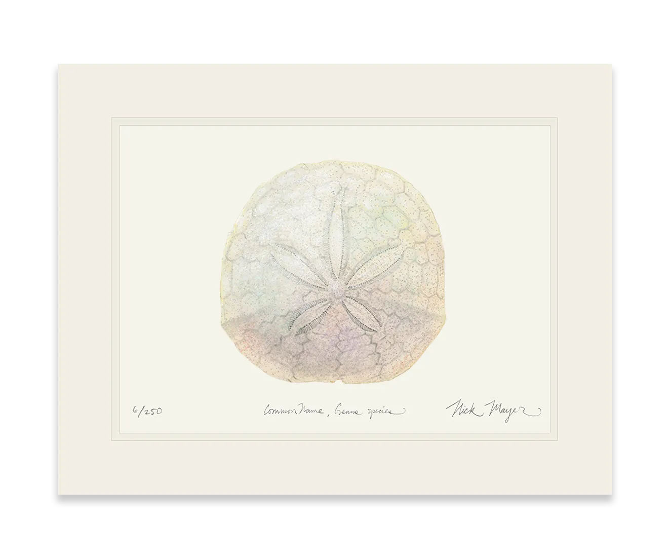 Ivory Sand Dollar II Print