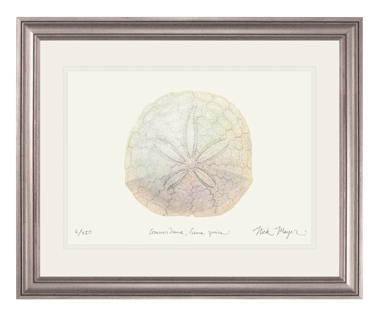 Ivory Sand Dollar II Print